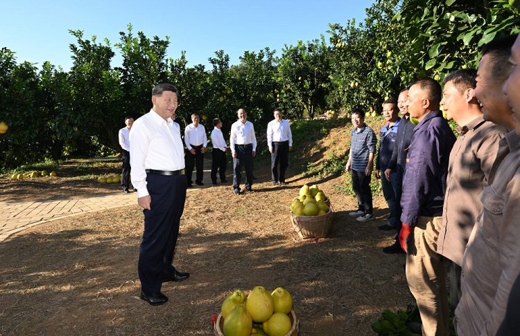11月7日至8日,中共中央总书记、国家主席、中央军委主席习近平在广东考察。这是7日下午,习近平在梅州市梅县区雁洋镇南福金柚种植基地考察时,同果农和农技人员亲切交流。新华社记者 谢环驰 摄.jpg